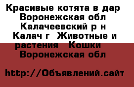 Красивые котята в дар - Воронежская обл., Калачеевский р-н, Калач г. Животные и растения » Кошки   . Воронежская обл.